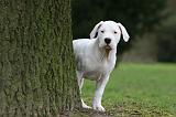 DOGUE ARGENTIN 273